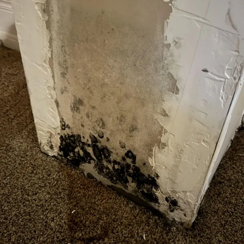 Professional Mold Removal in Wilkesboro, NC